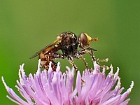 Skorpionfliege