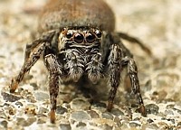 Spider 1