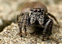 Spider 2
