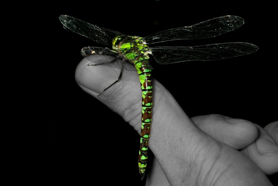 on my thumb