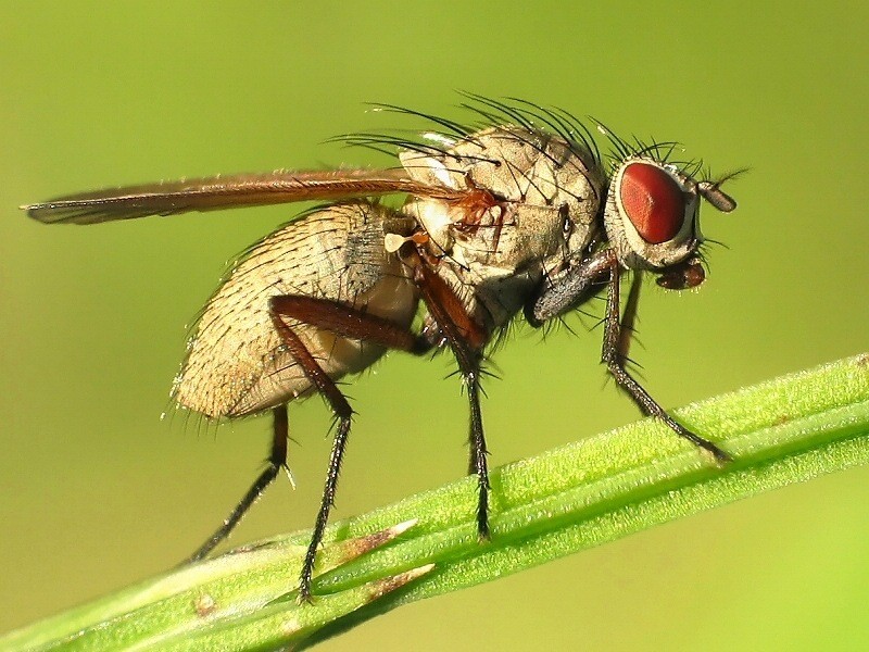 scharfe Fliege