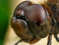 Facetten 3