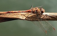 Heidelibelle