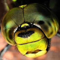 Facetten 1