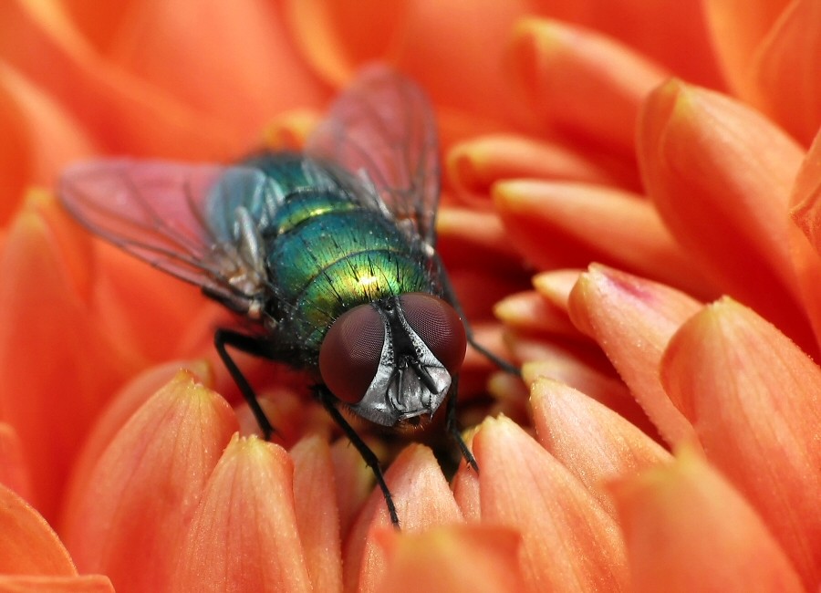 Fly in red
