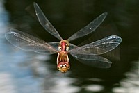 8Fl�gler