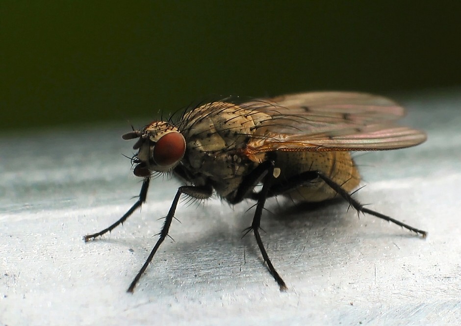 small fly