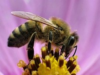Honeymaker