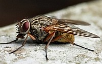 big_fly