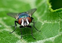 Fliegenklatsche???