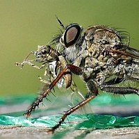 Kiss of Death