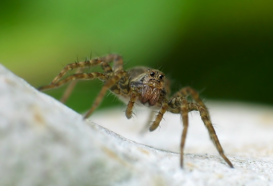 Wo gehts hier zum Spiderman-Casting