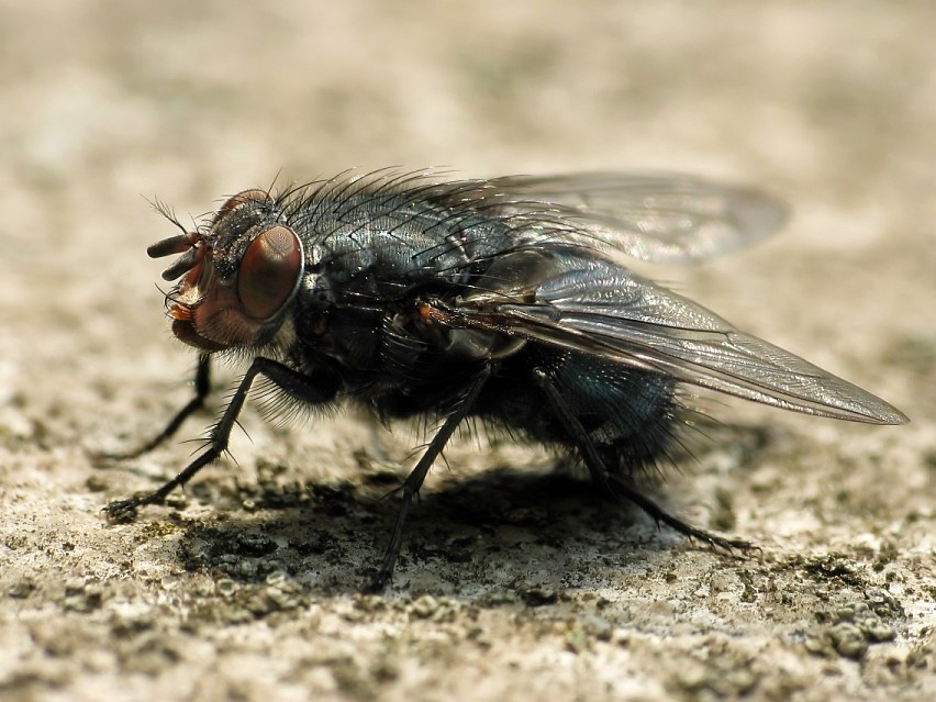 hairy Fly