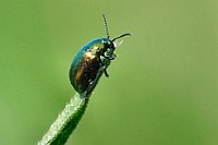 Gipfelstuermer