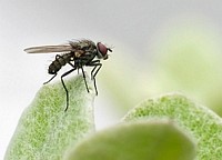Gipfelstuermer 2