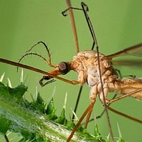 Kohlschnake