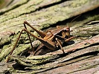 Woodclimber