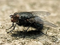 hairy Fly