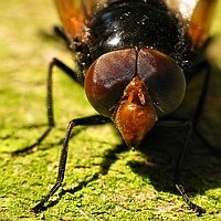 Eyes in the Sunshine