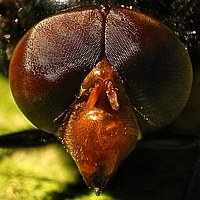 Eyes in the Sunshine 2
