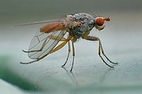 Fliegentanz