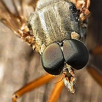Sieh mir tief in die Augen