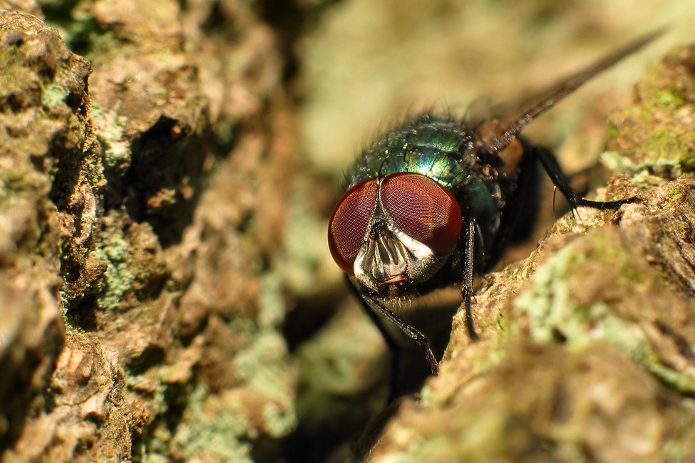 Fly on wood