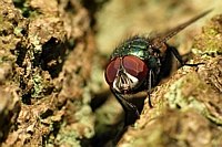 Fly on wood