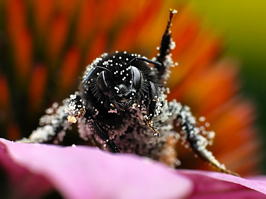 Weg hier, meine Pollen!