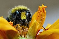 Puschelig