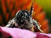 Weg hier, meine Pollen!