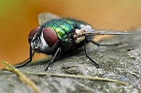 und noch ne Fliege