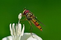 Filigran