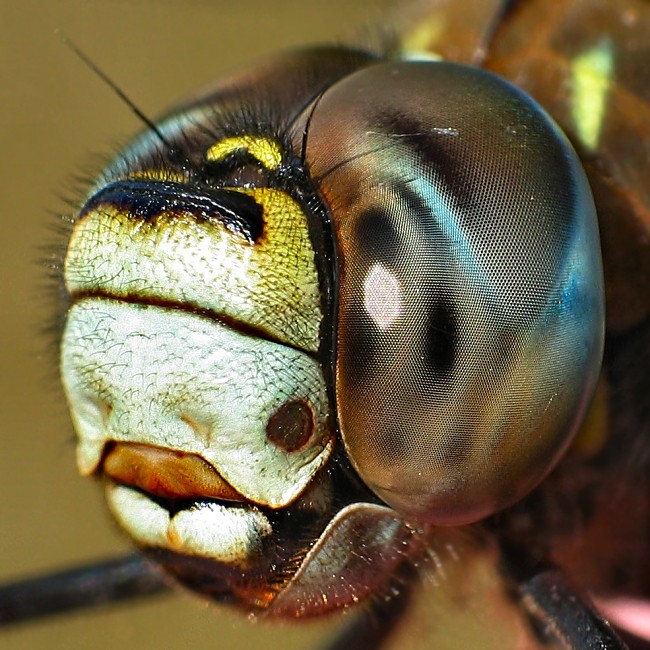 Big eyes blue