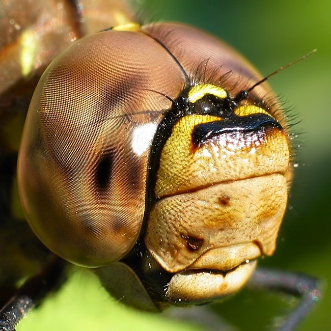 Big eyes yellow