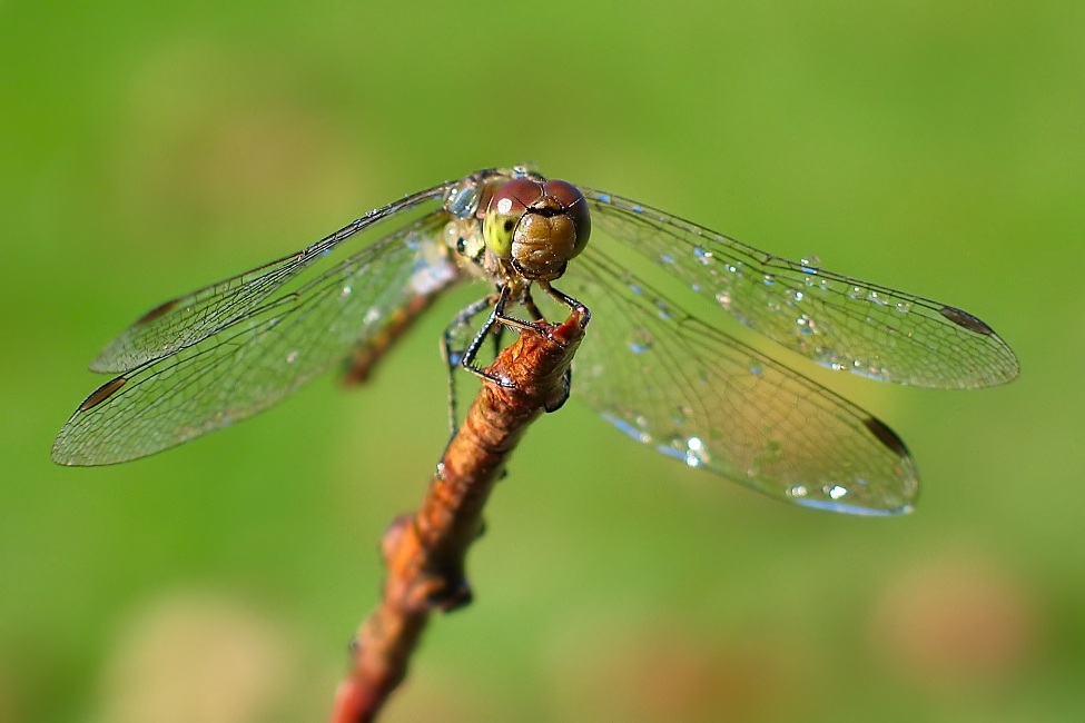 Noch nie eine Libelle beim Trocknen gesehen?
