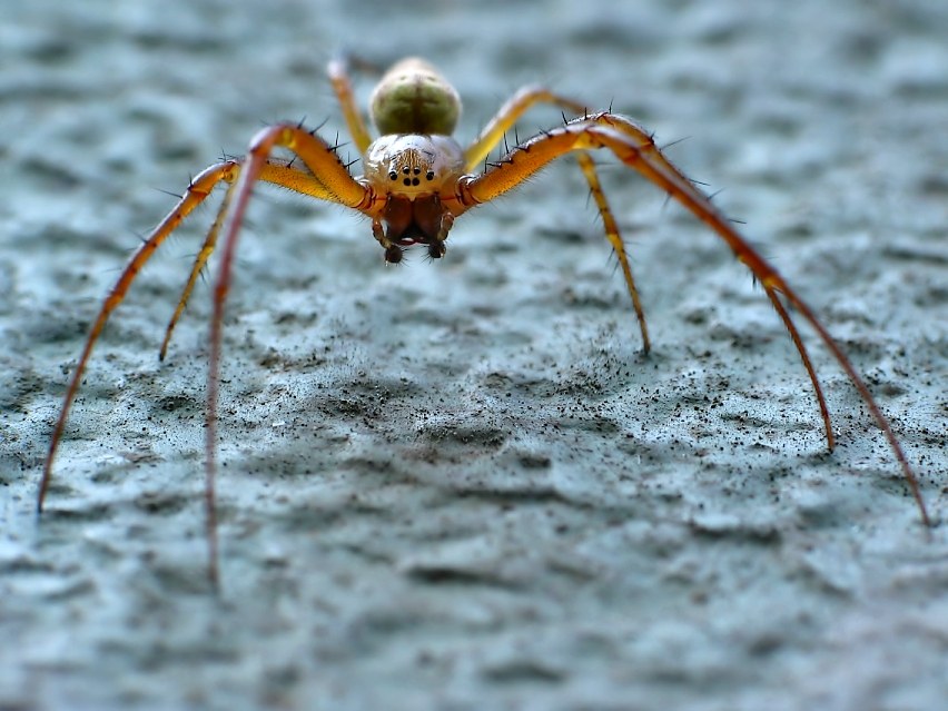 die spinnen, die Libellen