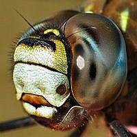 Big eyes blue