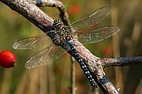 Cyanbeauty