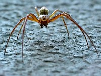 die spinnen, die Libellen