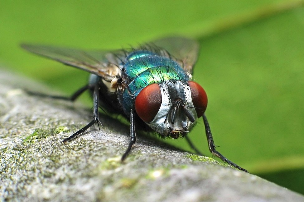 Die Fliege, der Ast, HURZ!