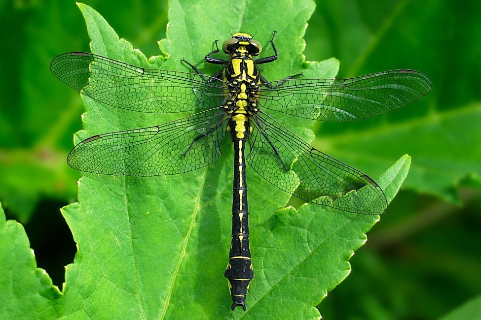 BVB Libelle