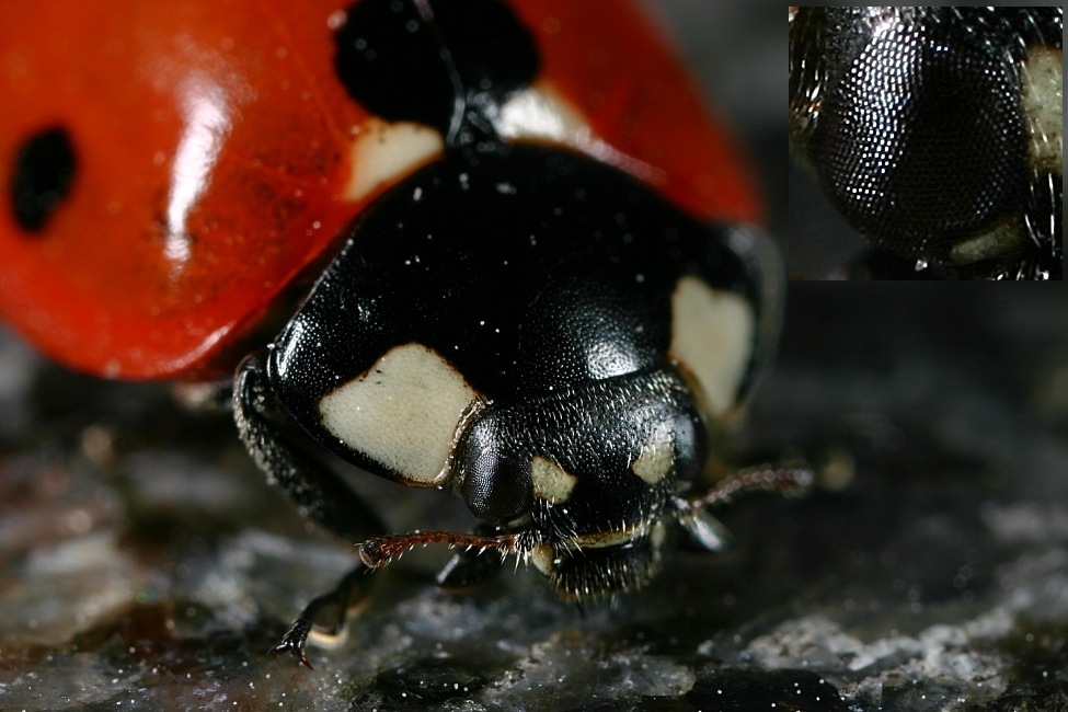 Big Lady Bug