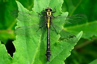 BVB Libelle