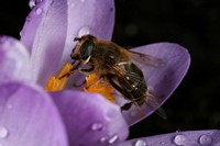 HokusKrokus II