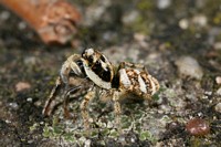Little Spider I