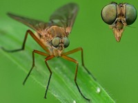 Long-Leg-green-Eye