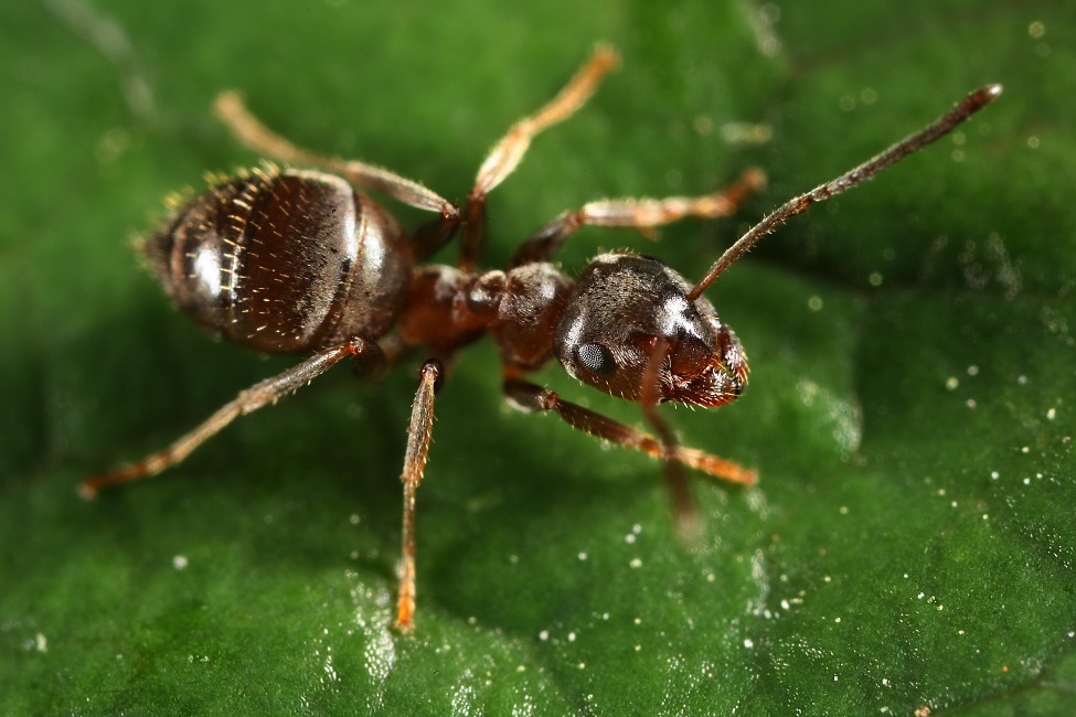 Formicula II