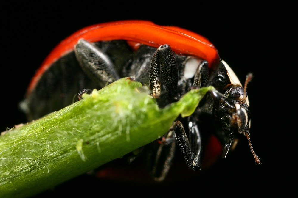 frontal beetle