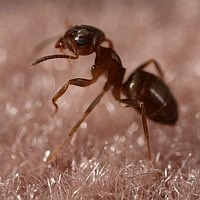 Formicula I